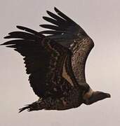 Rüppell's Vulture