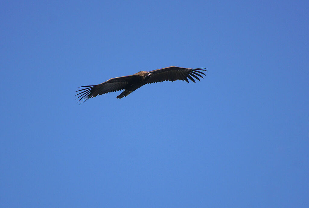 Cinereous Vulture