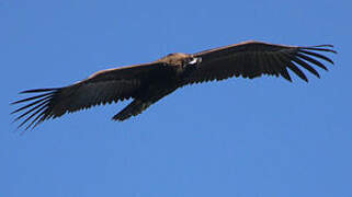 Cinereous Vulture