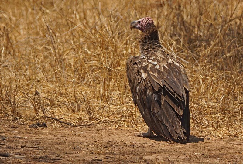 Lappet-faced Vulture