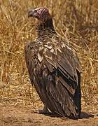 Lappet-faced Vulture