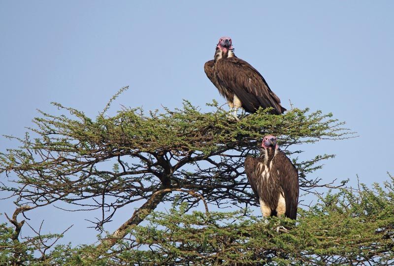 Lappet-faced Vulture