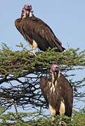 Lappet-faced Vulture