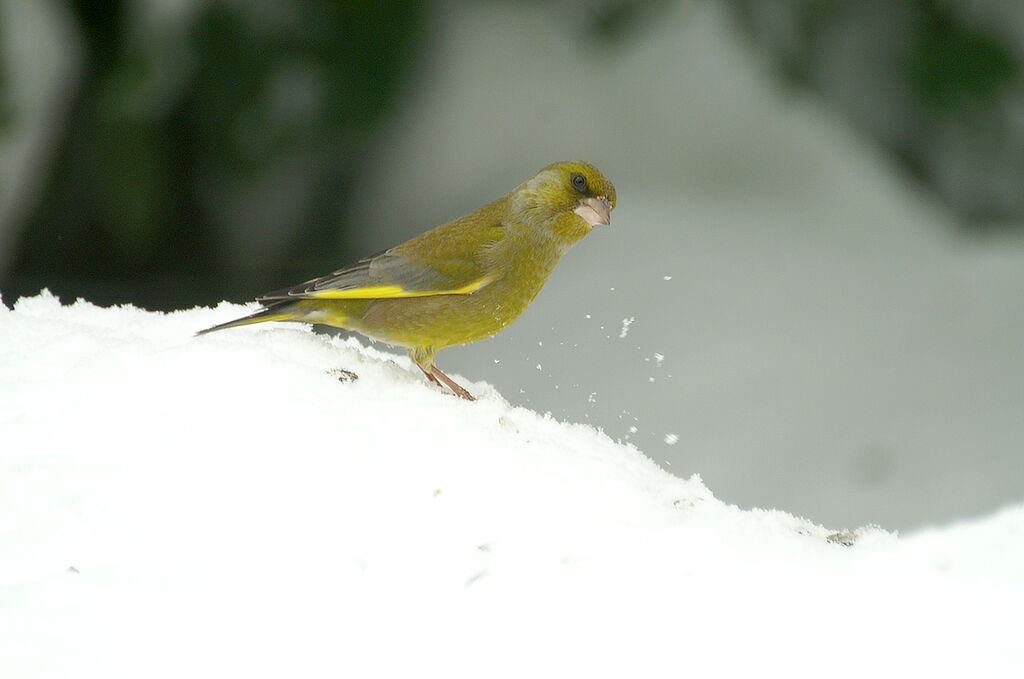 European Greenfinch