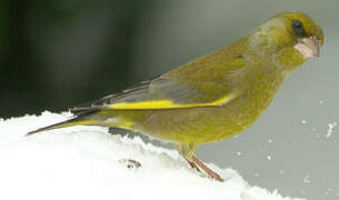 European Greenfinch