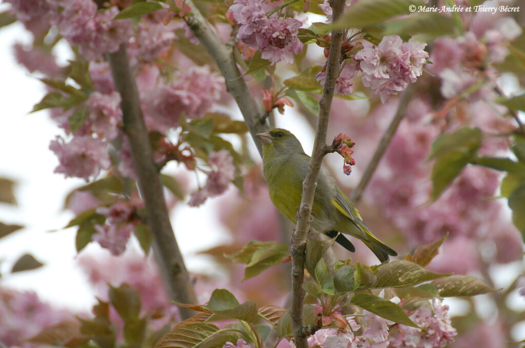 European Greenfinch