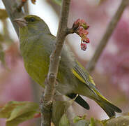 European Greenfinch