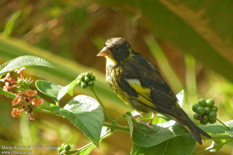 Vietnamese Greenfinch