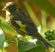 Vietnamese Greenfinch