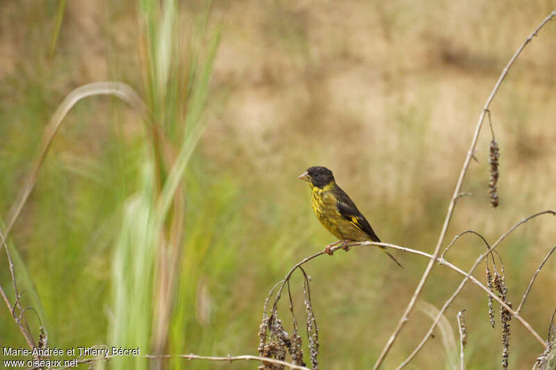 Vietnamese Greenfinch female adult, habitat