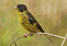 Vietnamese Greenfinch