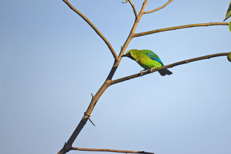 Verdin à ailes bleues