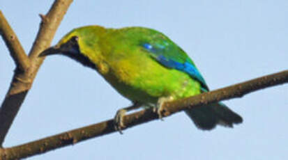 Verdin à ailes bleues