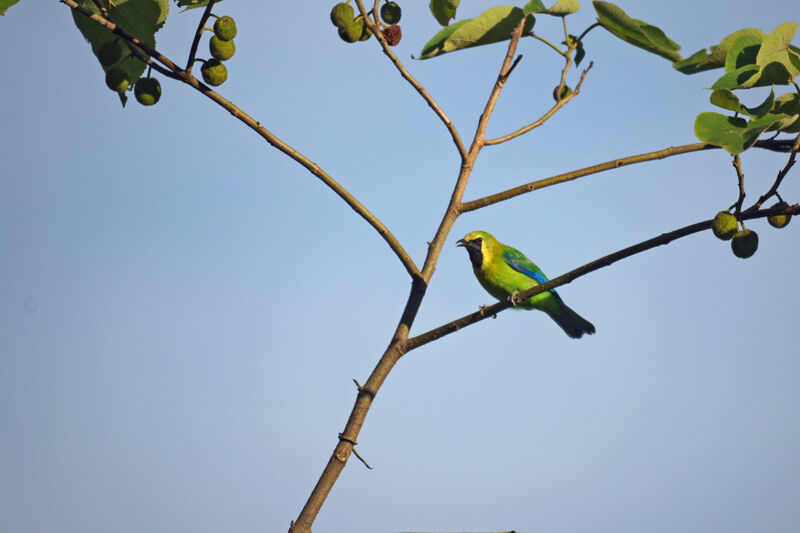 Blue-winged Leafbird