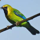 Verdin à ailes bleues