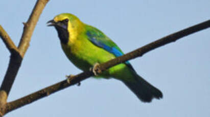 Verdin à ailes bleues