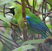 Blue-winged Leafbird