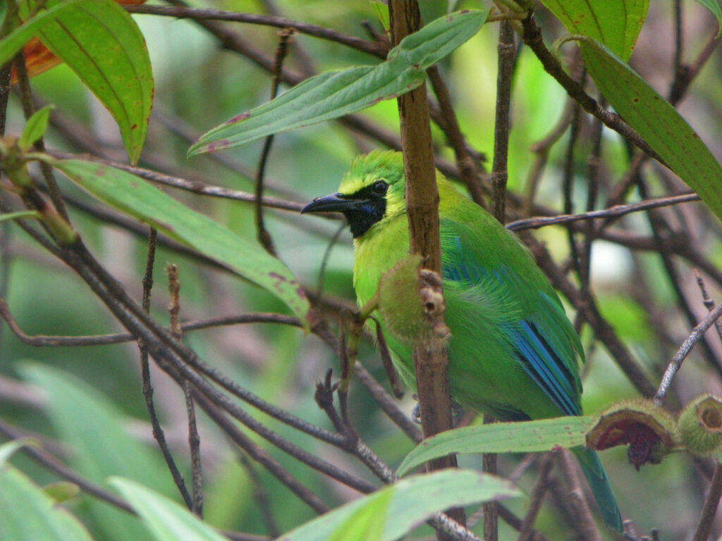 Verdin à ailes bleues