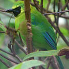 Verdin à ailes bleues