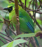 Verdin à ailes bleues