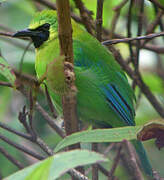 Verdin à ailes bleues