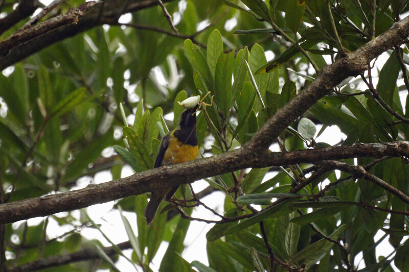 Orange-bellied Leafbird