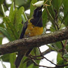 Verdin de Hardwick