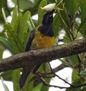 Orange-bellied Leafbird