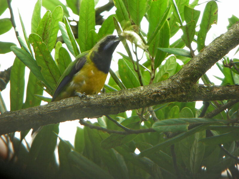 Orange-bellied Leafbird