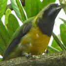 Verdin de Hardwick