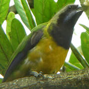 Orange-bellied Leafbird