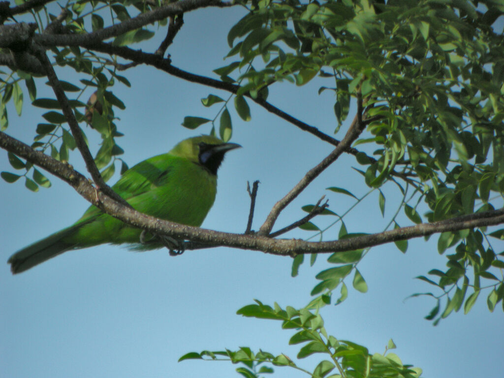 Jerdon's Leafbird, identification