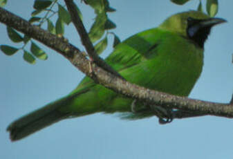 Verdin de Jerdon