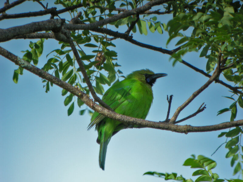 Jerdon's Leafbird, identification