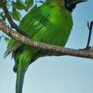 Verdin de Jerdon
