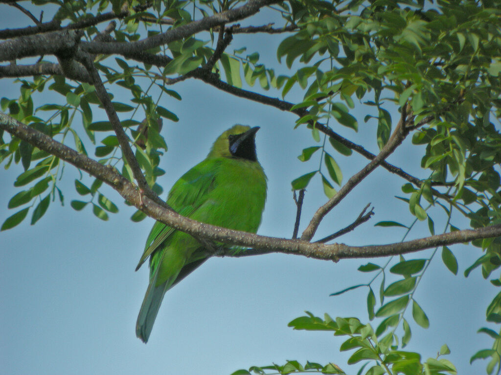 Verdin de Jerdon, identification