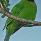 Verdin de Jerdon