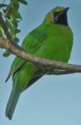 Jerdon's Leafbird