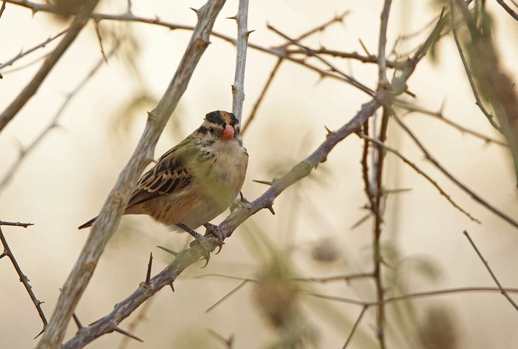 Pin-tailed Whydah male adult post breeding