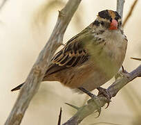 Pin-tailed Whydah