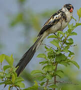 Pin-tailed Whydah