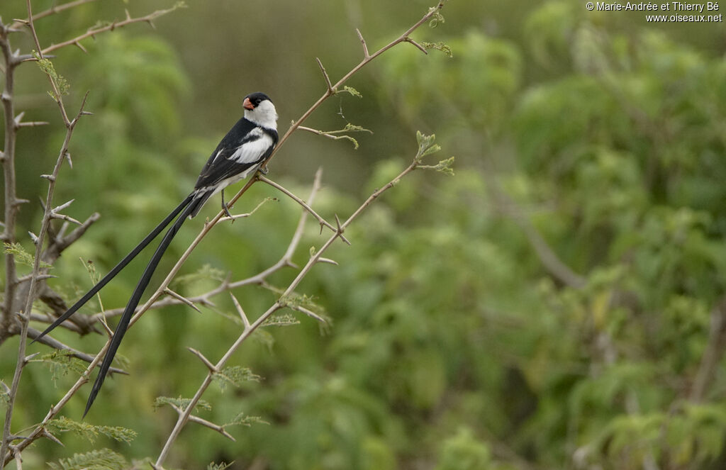 Pin-tailed Whydah male