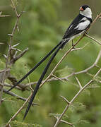 Pin-tailed Whydah