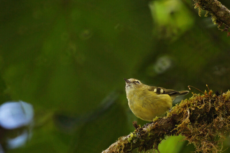 Yellow-winged Vireo