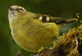 Yellow-winged Vireo