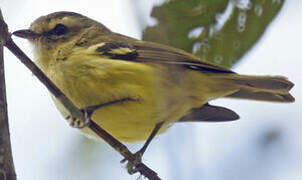 Yellow-winged Vireo