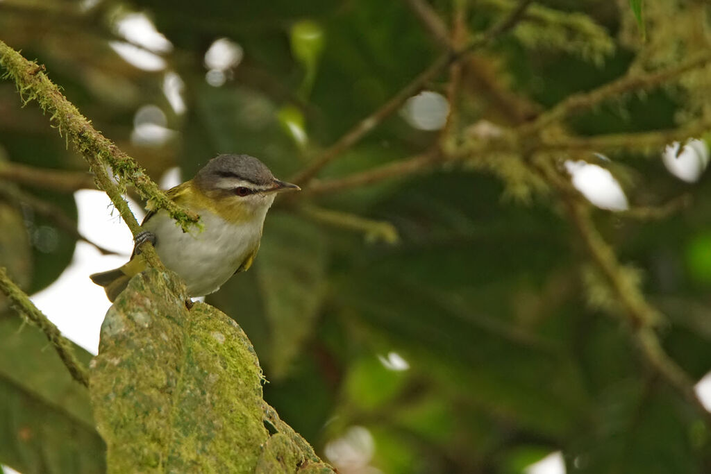 Red-eyed Vireo