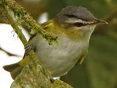 Red-eyed Vireo