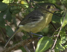 Cuban Vireo
