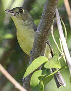 Cuban Vireo